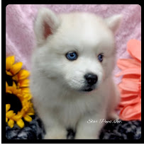 Star Pups Inc - Photo 4 - Car repair in West Palm Beach, FL, West Palm Beach