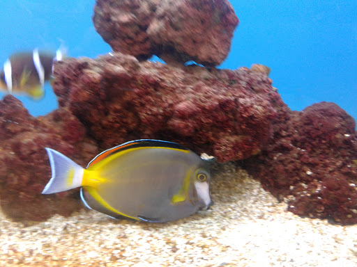 Pet Supply Store «Petco Animal Supplies», reviews and photos, 27815a Santa Margarita Pkwy, Mission Viejo, CA 92691, USA