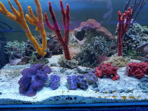 Tropical Fish Store «Living Reef Aquariums», reviews and photos, 4824 N Dixie Hwy, Oakland Park, FL 33334, USA