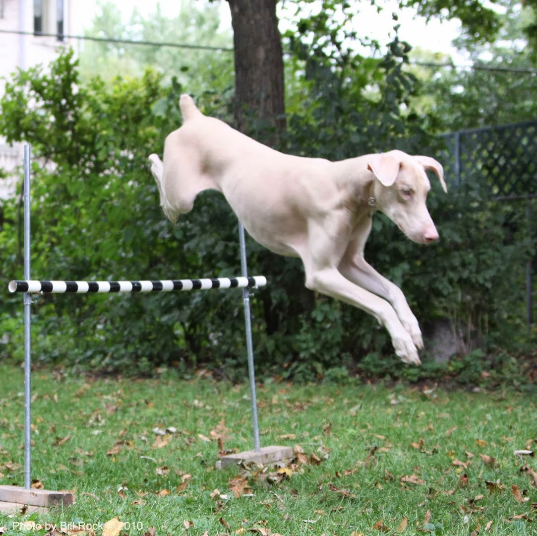 Forest Dog Training