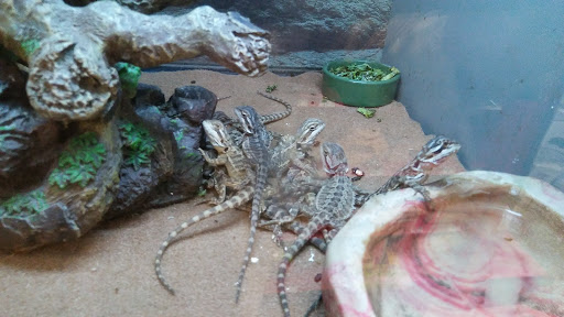 Pet Supply Store «Petco Animal Supplies», reviews and photos, 430 N Euclid St, Anaheim, CA 92801, USA