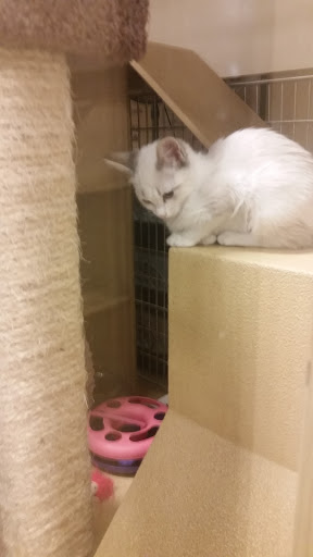 Pet Supply Store «PetSmart», reviews and photos, 12483 Limonite Ave, Mira Loma, CA 91752, USA