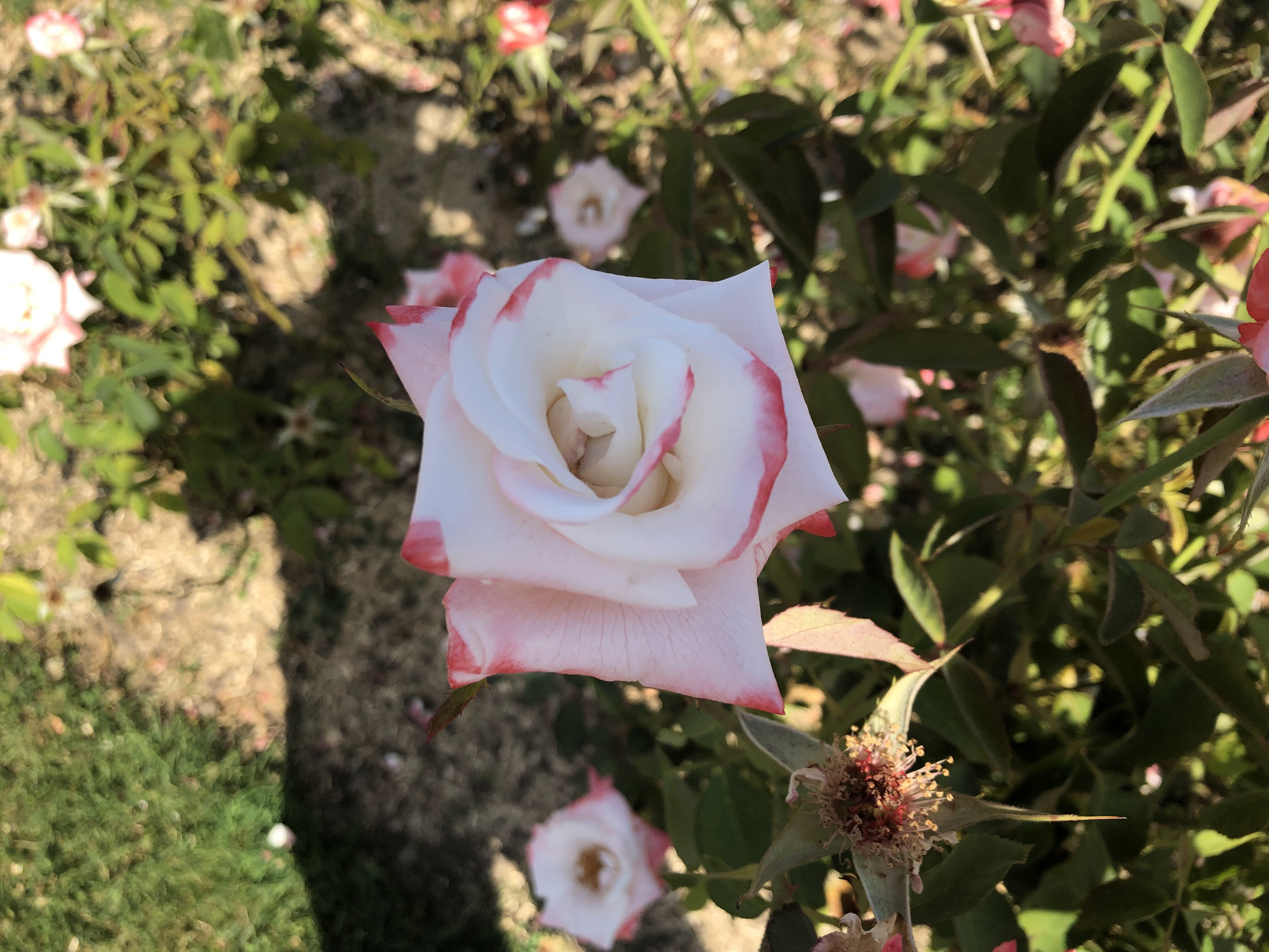 Photo n° 3 de l'avis de Jéjé.l fait le 16/07/2022 à 18:11