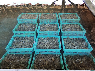 Photo n°74 de Chez Guillaume Degustation d'huitres à Lège-Cap-Ferret ()