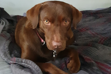 Animal Hospital of Bedford