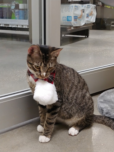 Pet Supply Store «Petco Animal Supplies», reviews and photos, 1298 W Granada Blvd #100, Ormond Beach, FL 32174, USA