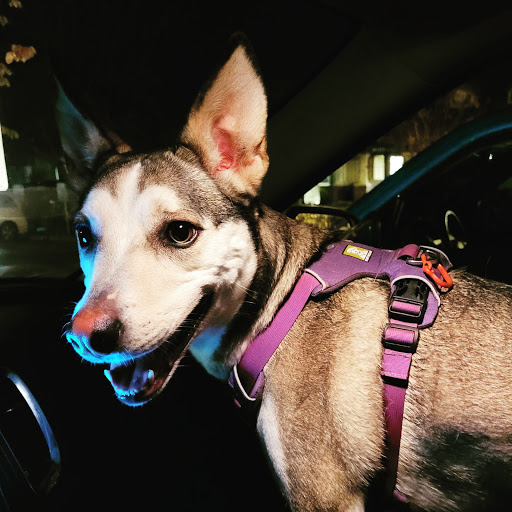 Monte Vista Small Animal Hospital image