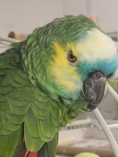 Pet Store «Delhi Pet Center», reviews and photos, 5665 Rapid Run Rd, Cincinnati, OH 45238, USA