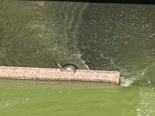 Park «Killens Pond State Park», reviews and photos, 5025 Killens Pond Rd, Felton, DE 19943, USA