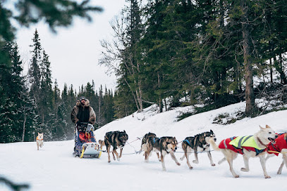 Dogsled ride service