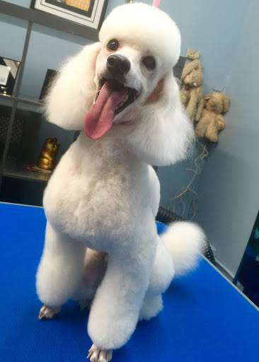 Pet Store «Doggy Dog World Inc», reviews and photos, 2552 Coney Island Ave, Brooklyn, NY 11223, USA