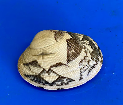 coquillages de Bretagne à Le Croisic