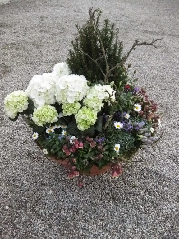 Wildblume Susi Kraut