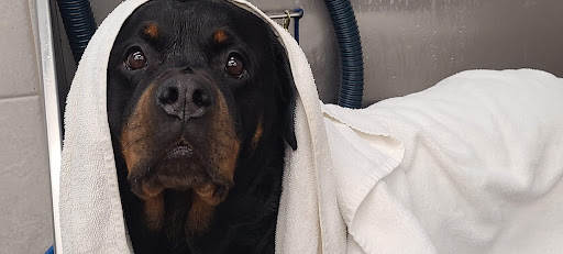 Pet Supply Store «Pet Supplies Plus», reviews and photos, 977 Atlantic Blvd, Atlantic Beach, FL 32233, USA