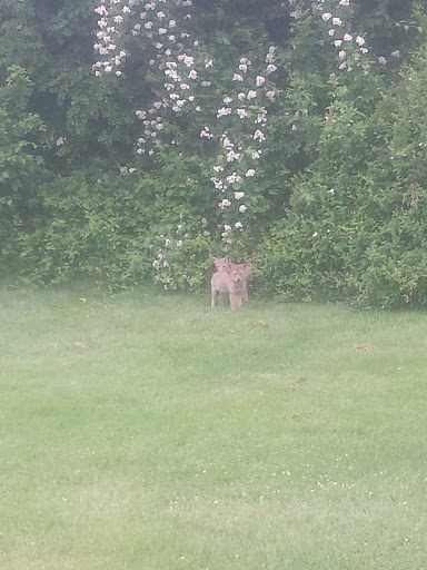 Golf Club «Alling Memorial Golf Course», reviews and photos, 35 Eastern St, New Haven, CT 06513, USA