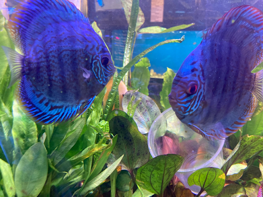 Pet Store «Woofs & Waves», reviews and photos, 5426 Arrowhead Pkwy E, Sioux Falls, SD 57110, USA