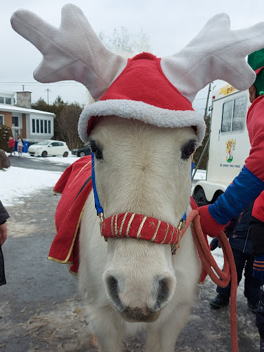 Animation Poney En Fête