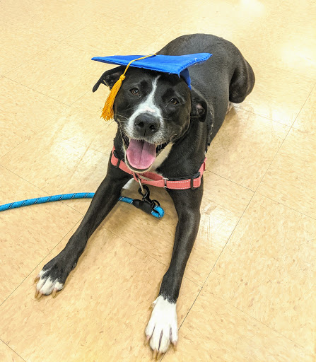 Pet Supply Store «Petco Animal Supplies», reviews and photos, 35860 Chester Rd, Avon, OH 44011, USA