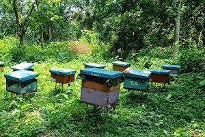 HoneyBazzar - Sundarban Honey and All Kinds of 100% Natural & Organic Honey Wholesaler and Retailer in Chinsurah, West Bengal image