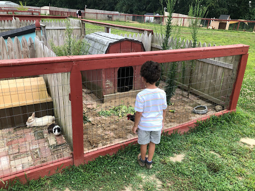 Zoo «3 Palms Zoo & Education Center», reviews and photos, 924 Blackbird Forest Rd, Clayton, DE 19938, USA