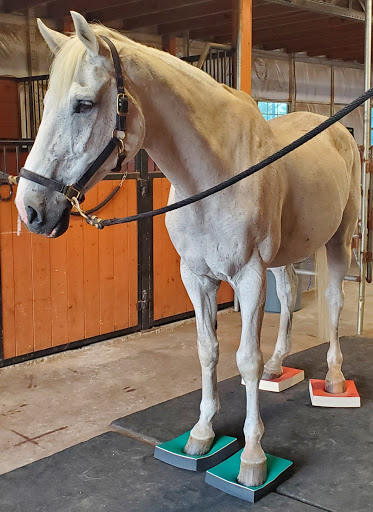 Equiluxe, LLC: Equine Sports Massage Therapy