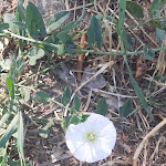 Photo n°1 de l'avis de Federica.a fait le 16/07/2022 à 18:32 sur le  La Maddalena à Montaldo di Mondovì