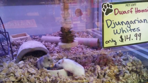 Pet Supply Store «Pet Loft», reviews and photos, 6333 SW Macadam Ave #104, Portland, OR 97239, USA
