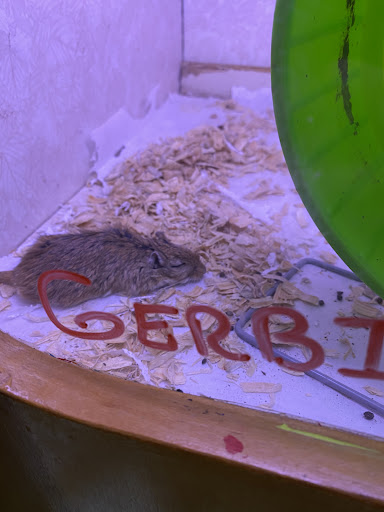 Pet Store «Forever Pets Inc», reviews and photos, 1030 Basse Rd, San Antonio, TX 78212, USA