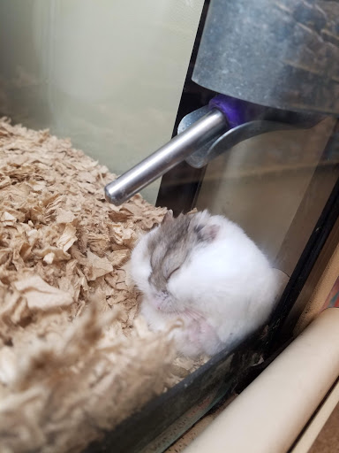 Pet Supply Store «PetSmart», reviews and photos, 620 N West End Blvd, Quakertown, PA 18951, USA