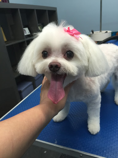 Pet Store «Doggy Dog World Inc», reviews and photos, 2552 Coney Island Ave, Brooklyn, NY 11223, USA