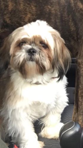 Pet Supply Store «PetSmart», reviews and photos, 482 Stillwater Ave Ste 2A, Bangor, ME 04401, USA