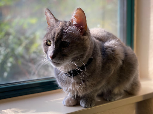 Spring Glen Veterinary