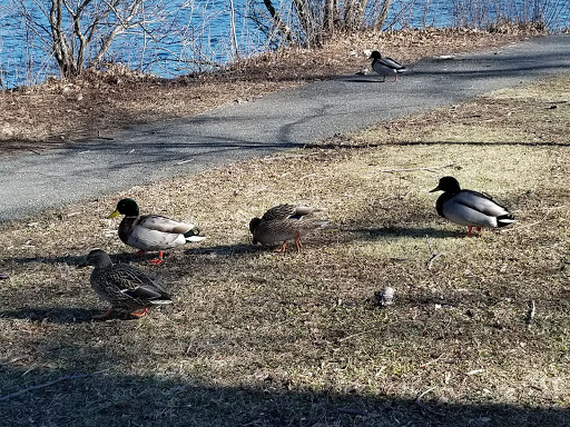 Pet Supply Store «PetSmart», reviews and photos, 2410 Merrick Rd #1, Bellmore, NY 11710, USA