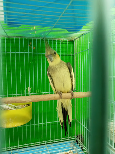 Pet Store «Inez Pet Shop», reviews and photos, 3825 Whittier Blvd, Los Angeles, CA 90023, USA