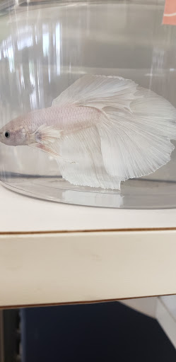 Pet Supply Store «Petco Animal Supplies», reviews and photos, 6025 Kruse Dr #159, Solon, OH 44139, USA