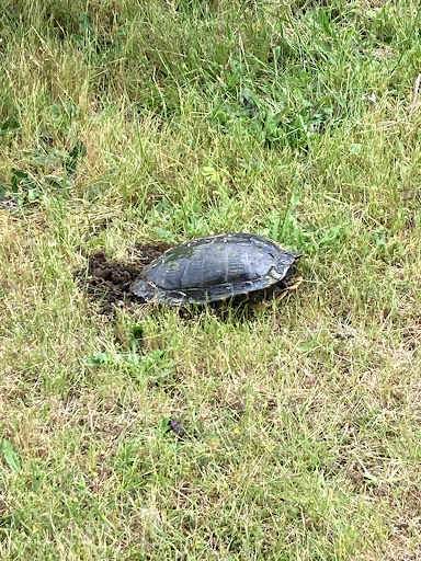 Concert Hall «Marymoor Park Concerts», reviews and photos, 6046 West Lake Sammamish Pkwy NE, Redmond, WA 98052, USA