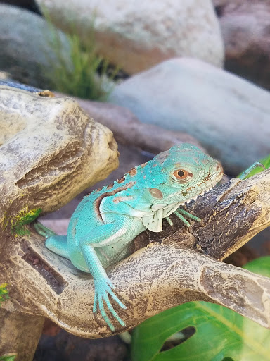 Pet Supply Store «Petco Animal Supplies», reviews and photos, 3680 Spencer Hwy, Pasadena, TX 77504, USA