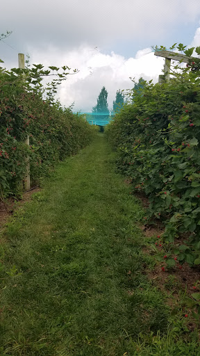 Farm «Manoff Market Gardens», reviews and photos, 3157 Comfort Rd, Solebury, PA 18963, USA