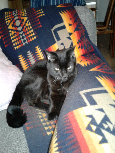 Pet Store «Bushy Tails», reviews and photos, 1087 Flushing Ave, Brooklyn, NY 11237, USA