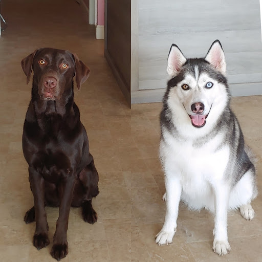 Pet Groomer «Furry Tails Pet Grooming», reviews and photos, 865 Cypress Pkwy, Poinciana, FL 34759, USA