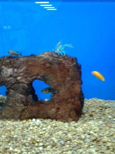 Pet Supply Store «Petco Animal Supplies», reviews and photos, 25451 Horace Harding Expy, Little Neck, NY 11362, USA