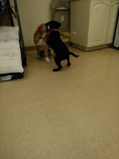 Pet Supply Store «Petco Animal Supplies», reviews and photos, 35860 Chester Rd, Avon, OH 44011, USA