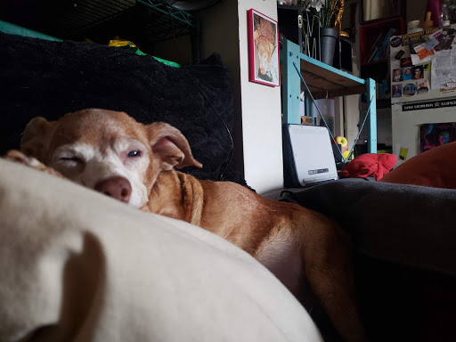 Pet Supply Store «BONeJOUR Pet Supply and Dog Wash», reviews and photos, 53 N 3rd St, Philadelphia, PA 19106, USA