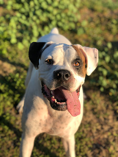 David L. Brown, DVM image