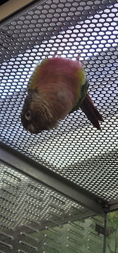 Pet Store «Wet Pets And Friends», reviews and photos, 3695 Washington Rd, Canonsburg, PA 15317, USA