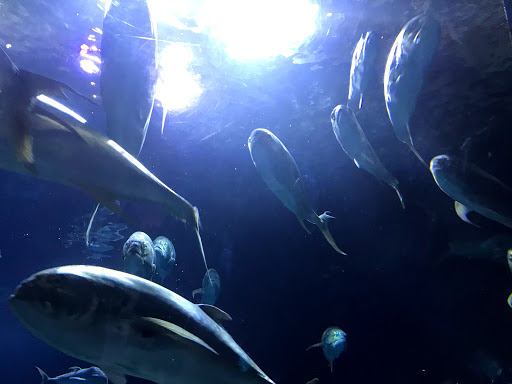 Zoo «Durhams Bear Canyon», reviews and photos, 3701 S 10th St, Omaha, NE 68107, USA