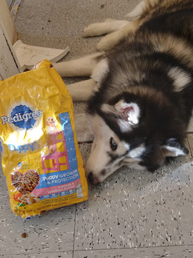 Pet Store «Pet City», reviews and photos, 108 E Burnside Ave, Bronx, NY 10453, USA