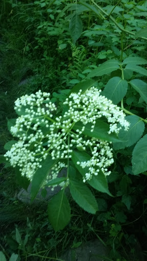 Nature Preserve «Gummere Woods And Marsters Preserve Trail», reviews and photos, 4 Wheeler Rd, North Grafton, MA 01536, USA