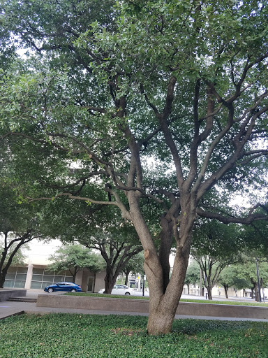 Park «Burnett Park», reviews and photos, 501 W 7th St, Fort Worth, TX 76102, USA