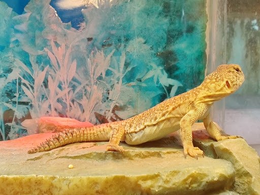 Pet Store «Animal Ark», reviews and photos, 175 S 500 E St, American Fork, UT 84003, USA